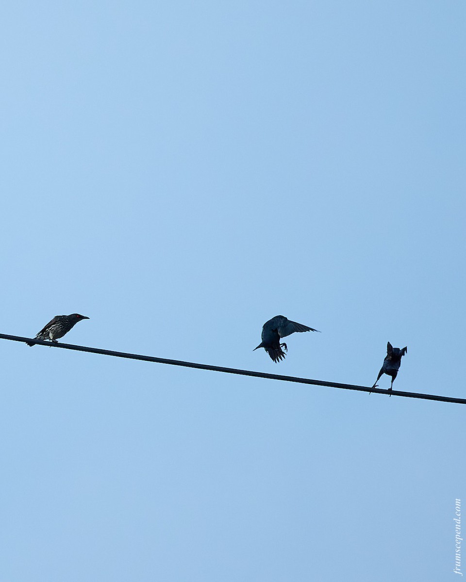 Asian Glossy Starling - ML644453496