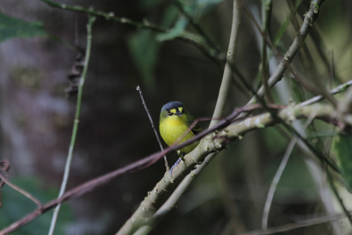 Gray-headed Tody-Flycatcher - ML644453525
