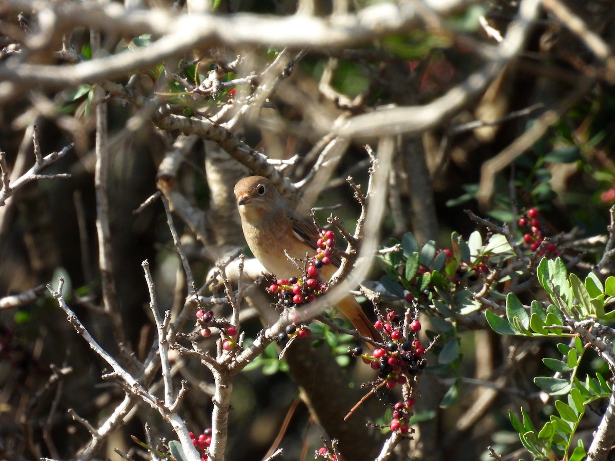 Common Redstart - ML644453526