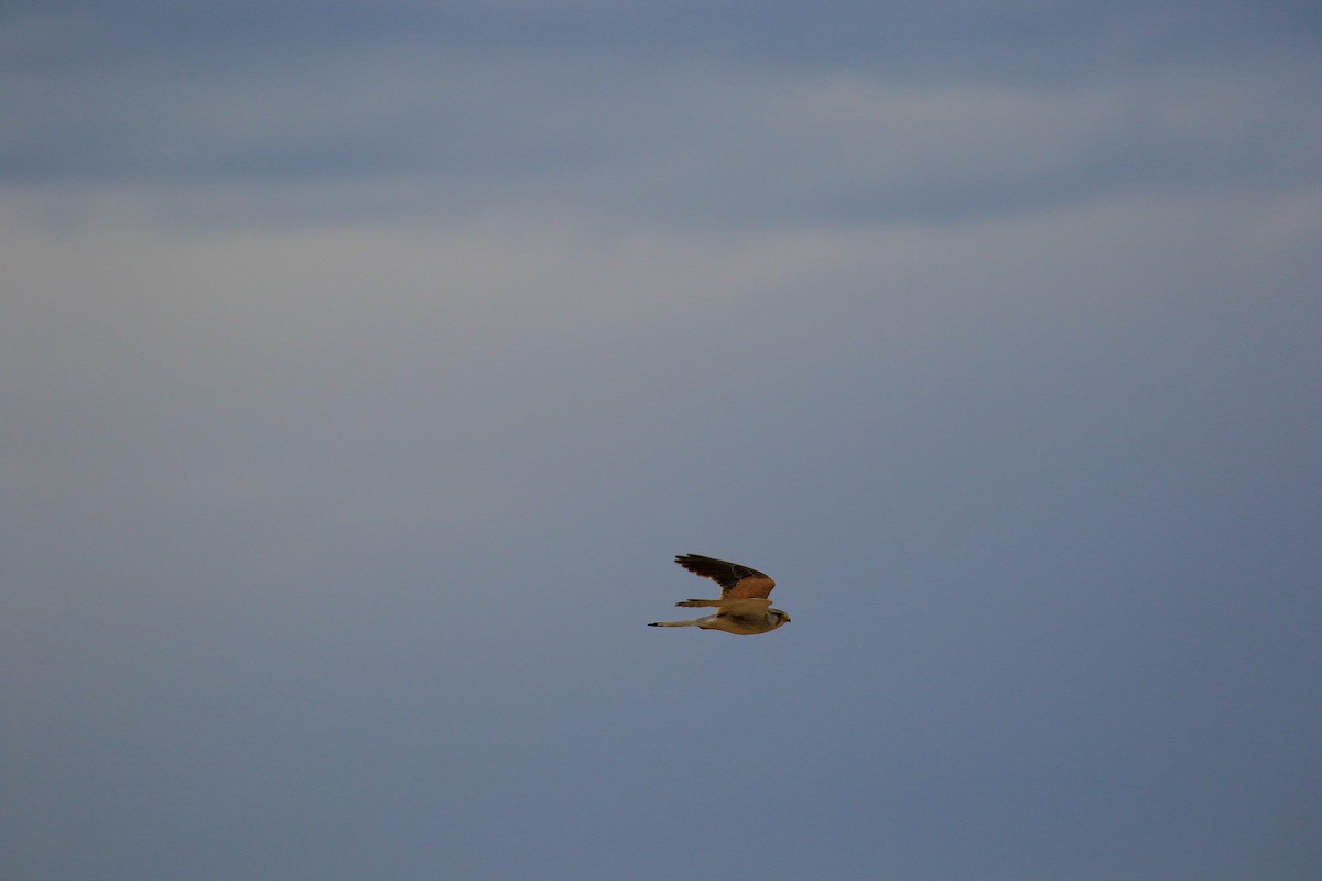 Nankeen Kestrel - ML644453548