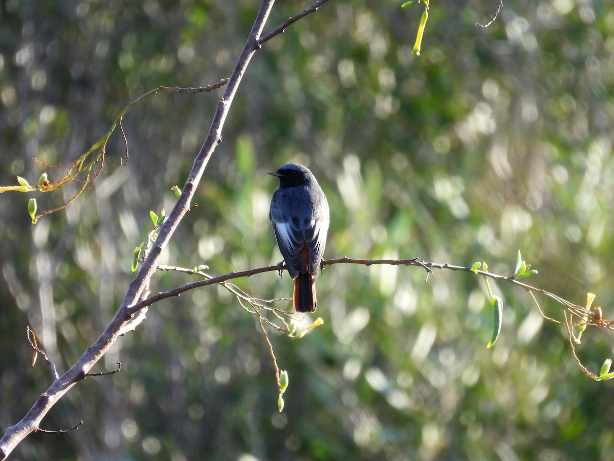 Black Redstart - ML644453558