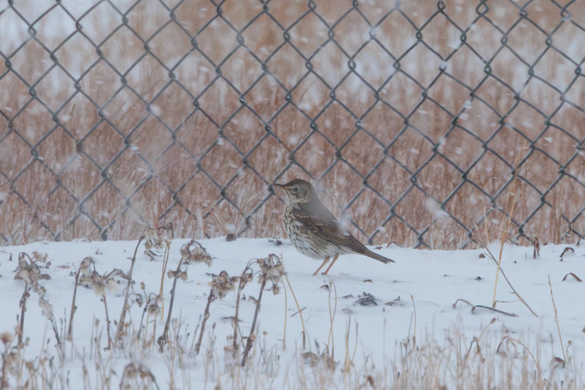 Tordo bottaccio - ML644453559