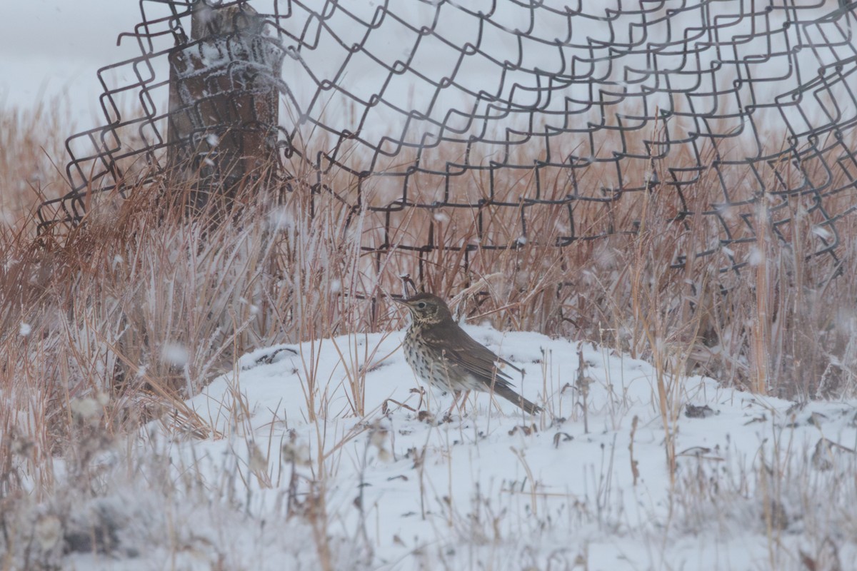 Tordo bottaccio - ML644453561