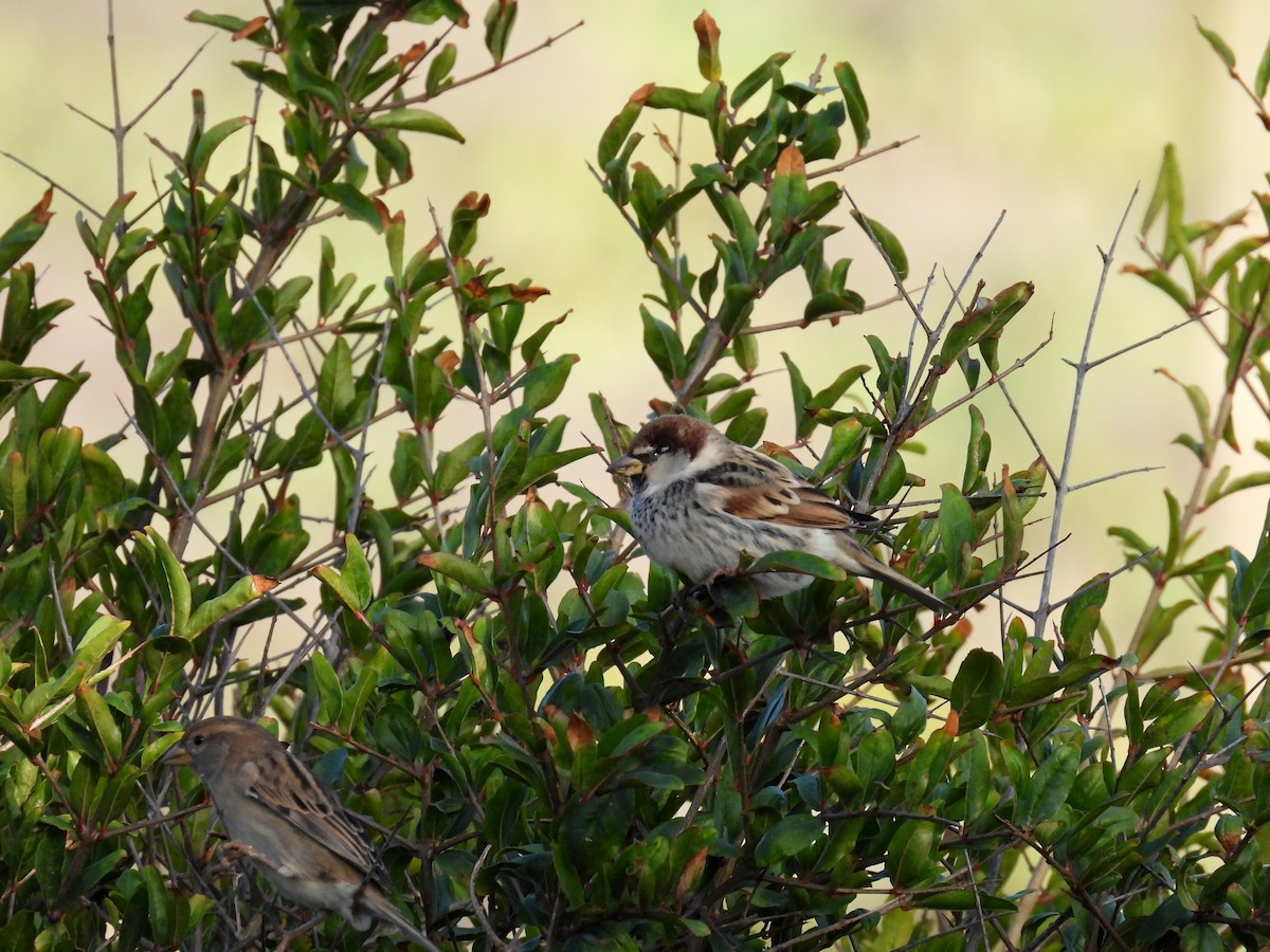 Italian/Spanish Sparrow - ML644453570