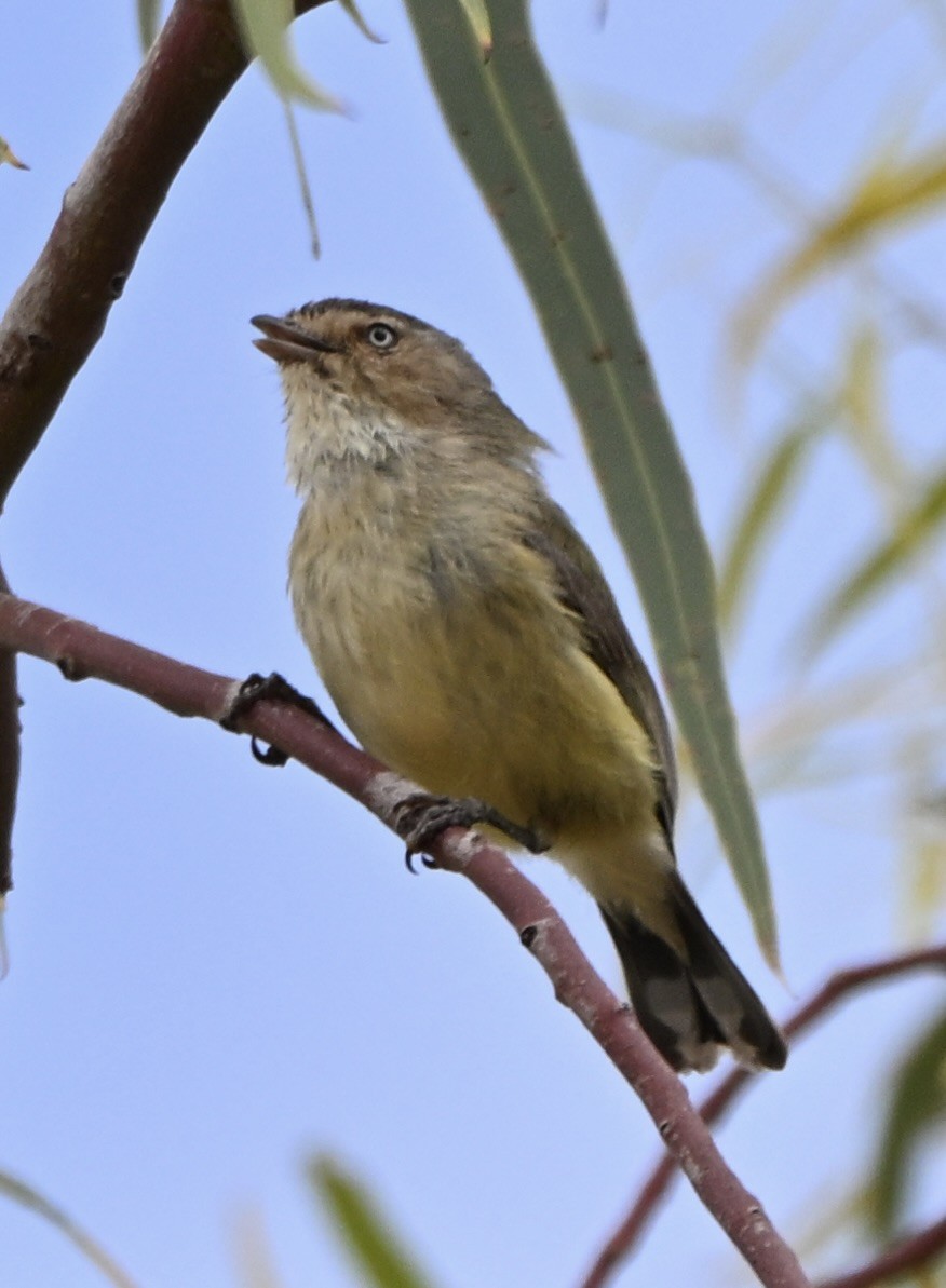 stumpnebb - ML644453574