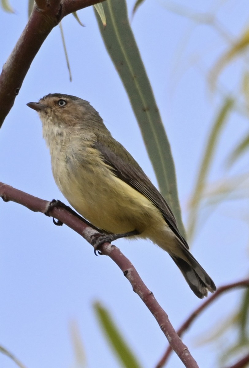 stumpnebb - ML644453575