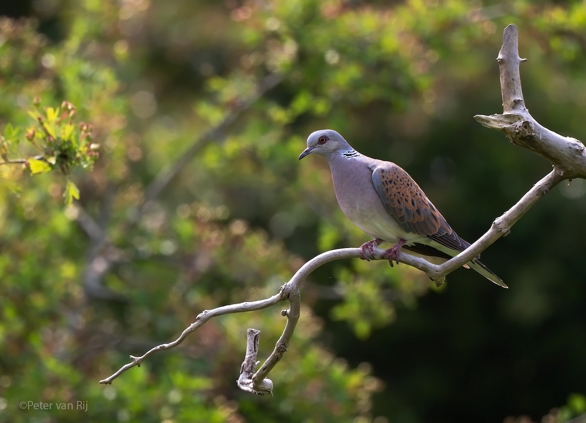 European Turtle-Dove - ML644453579