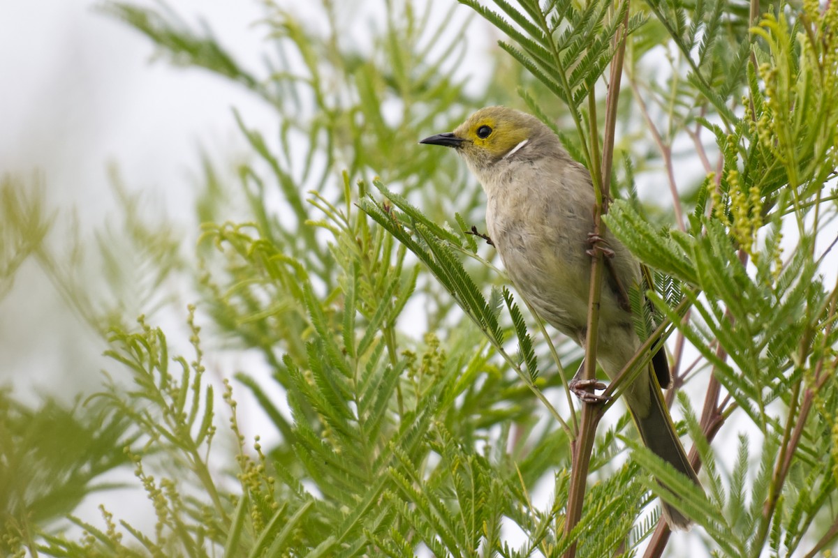 White-plumed Honeyeater - ML644453588