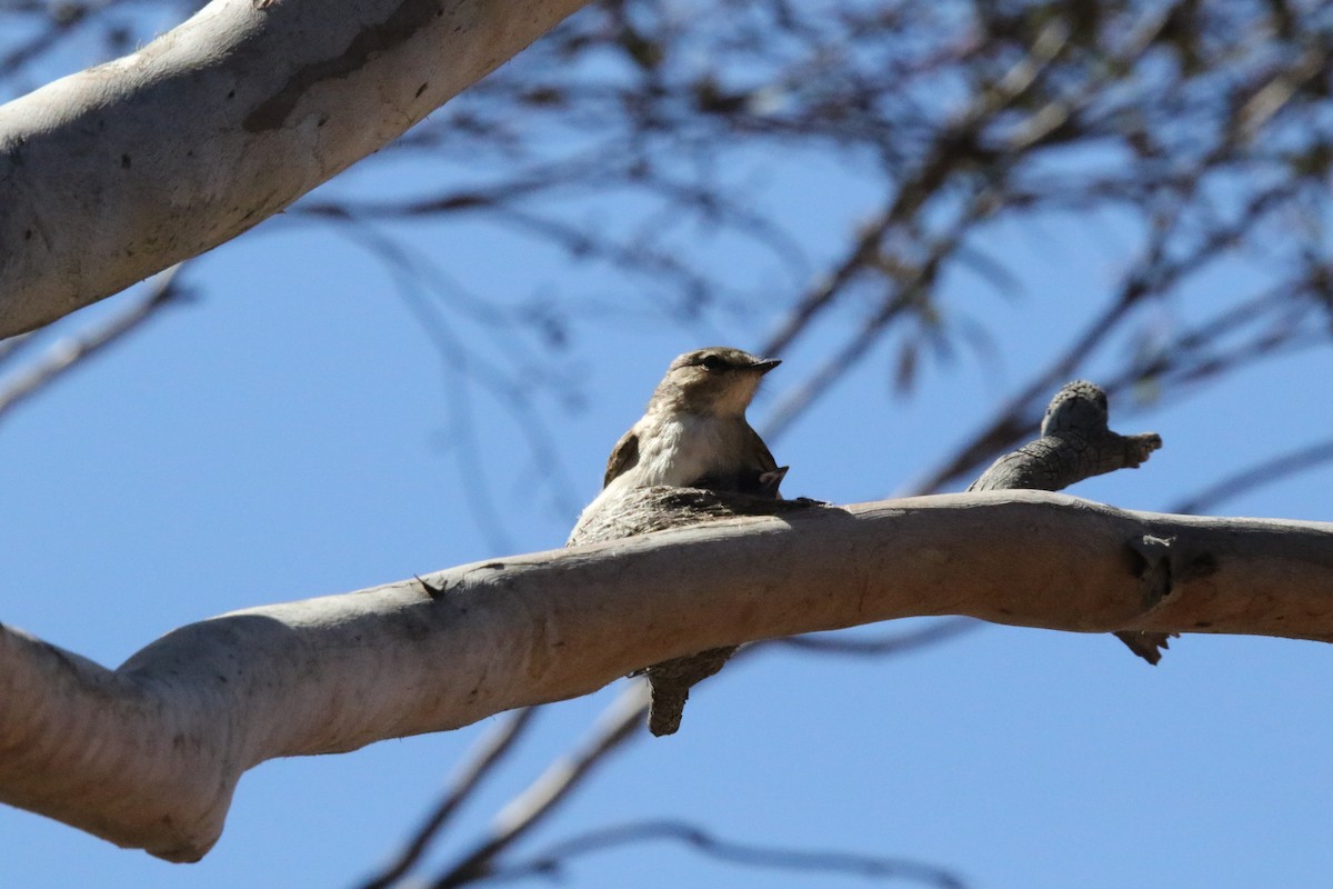 Weißschwanzschnäpper - ML644453592