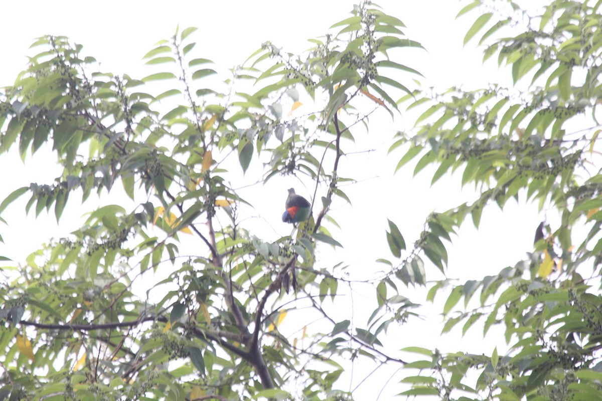 Tangara Militar - ML644453604