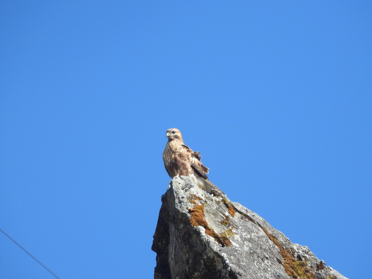 Himalayan Buzzard - ML644453607