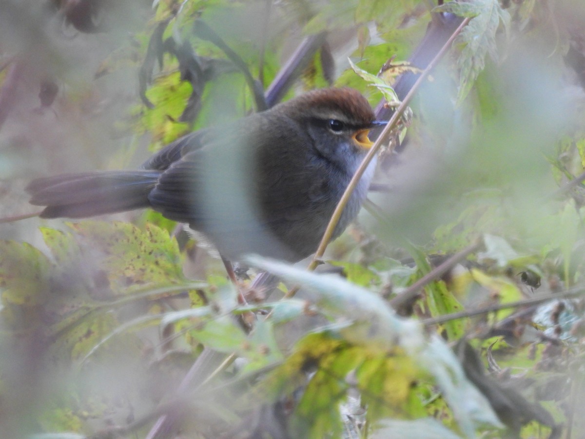 Gray-sided Bush Warbler - ML644453614