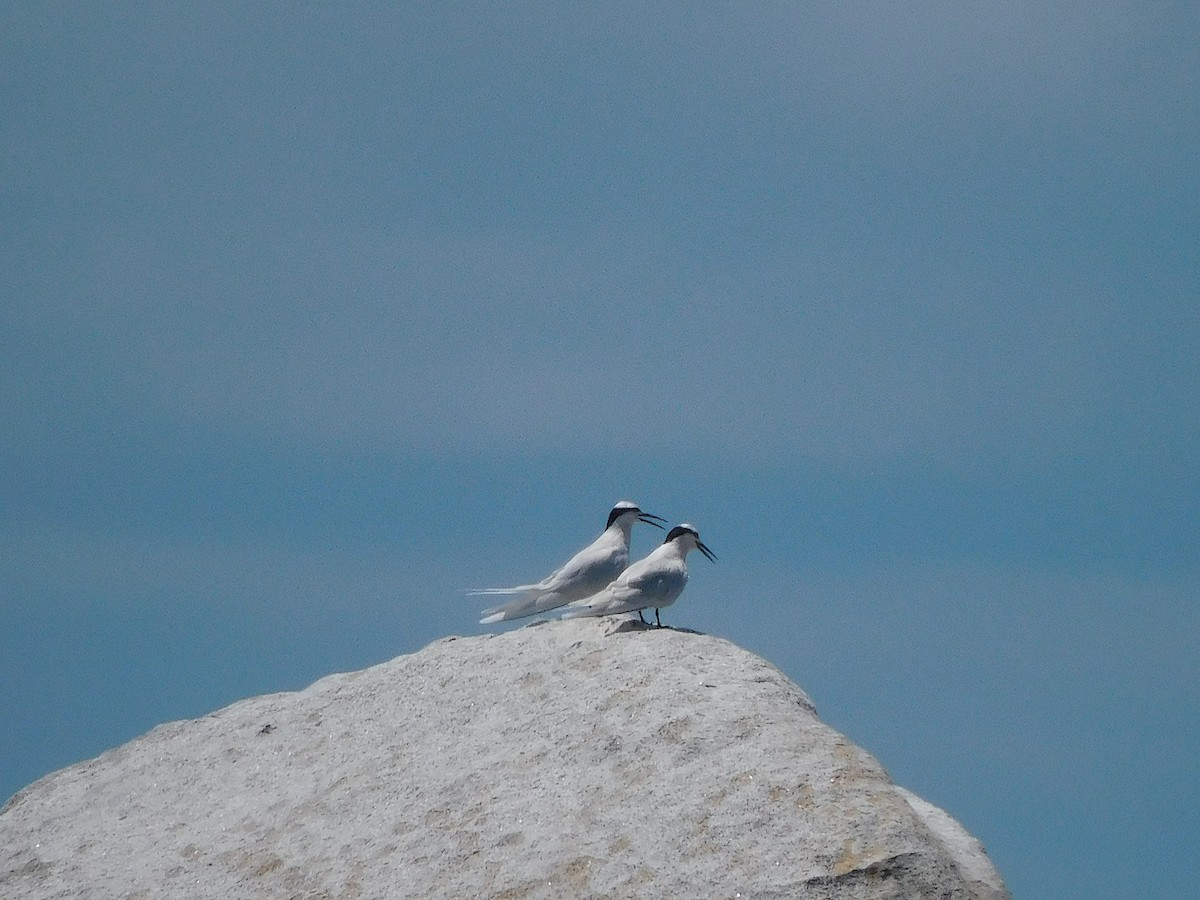 Black-naped Tern - ML644453618