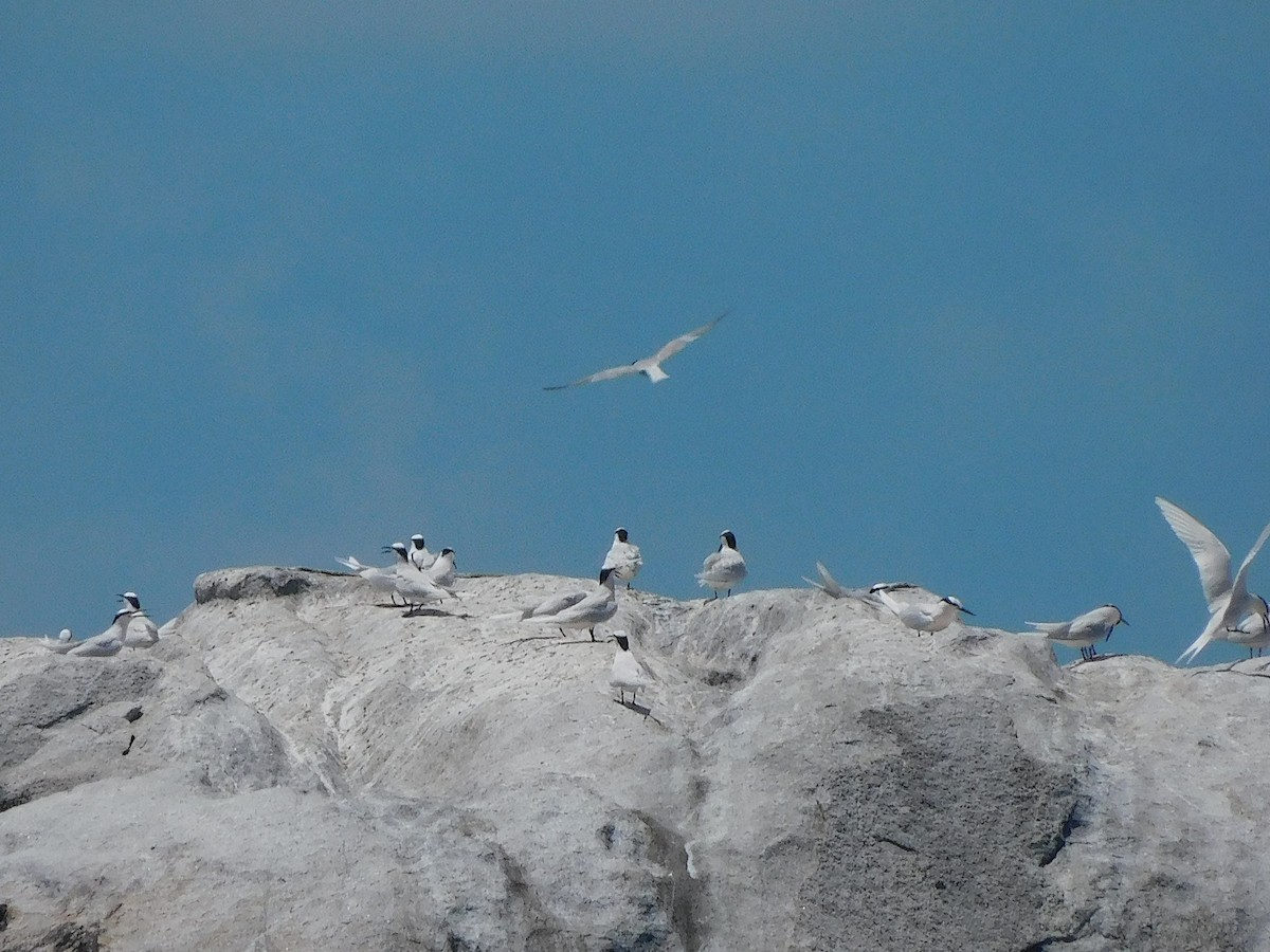 Black-naped Tern - ML644453619