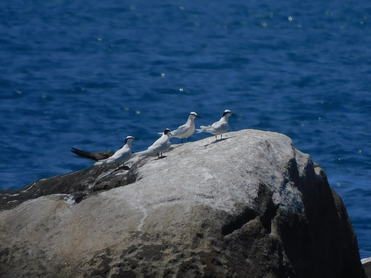 Black-naped Tern - ML644453620