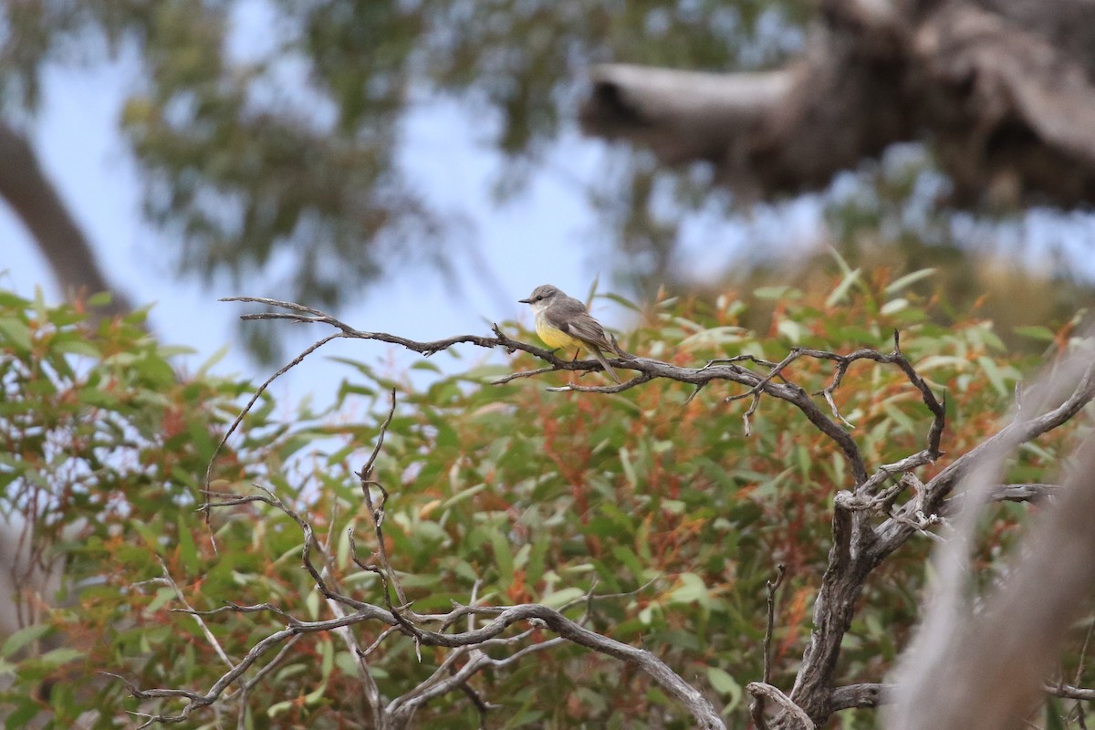 Western Yellow Robin - ML644453622