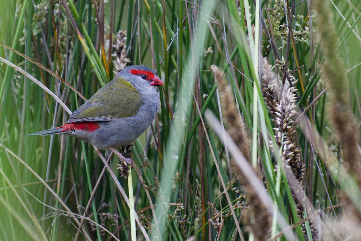 Краснобровая амадина - ML644453628