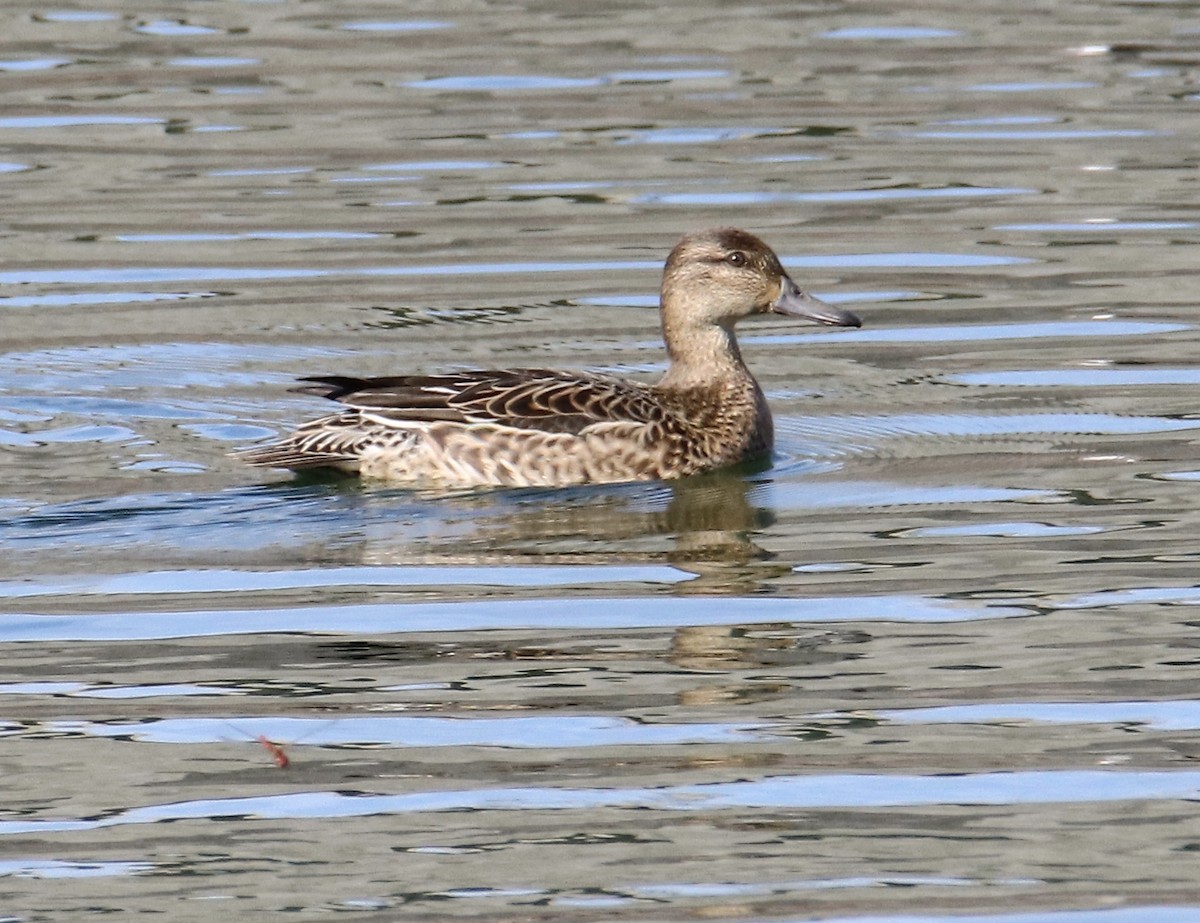 Green-winged Teal - ML644453632