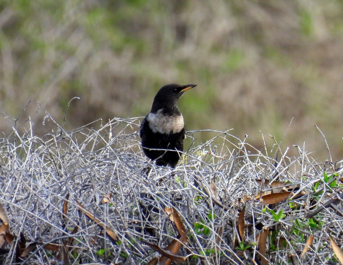 Ring Ouzel - ML644453633