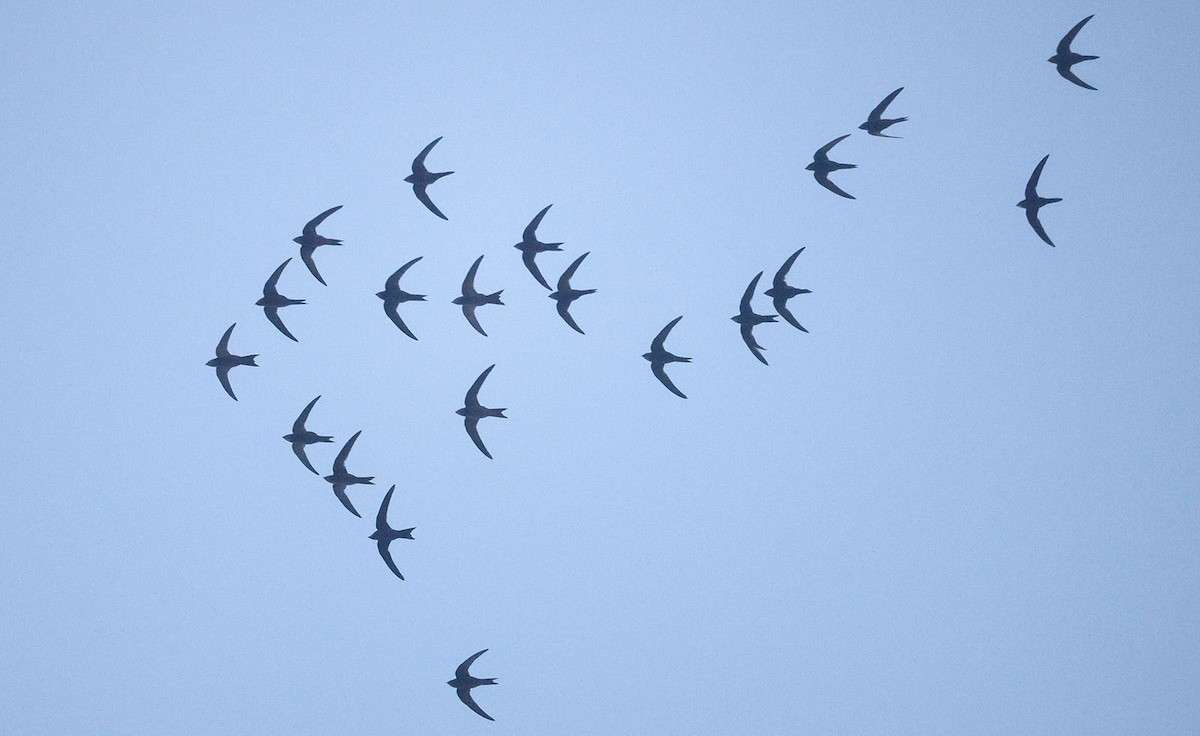 Чешуйчатый стриж - ML644453641