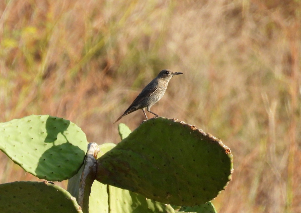 Blue Rock-Thrush - ML644453644