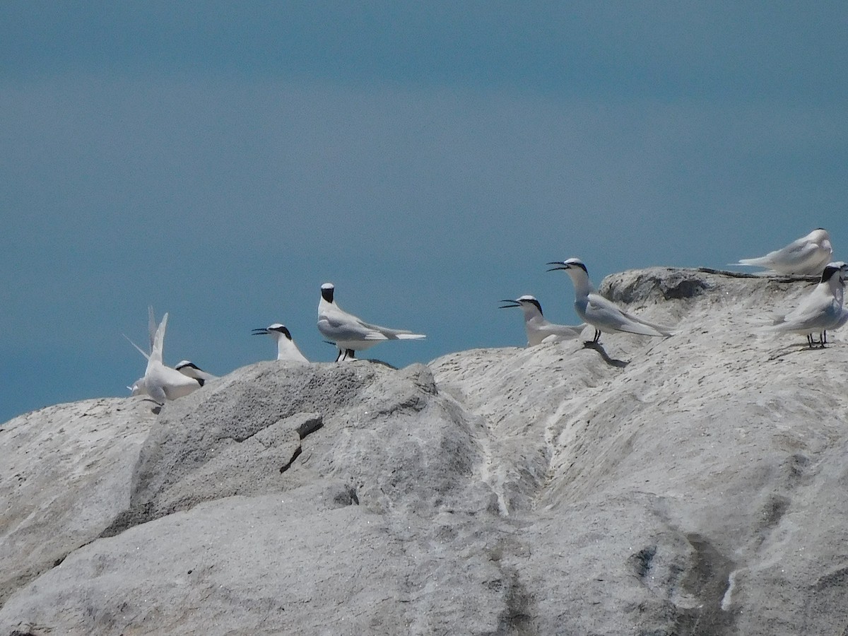 Black-naped Tern - ML644453645