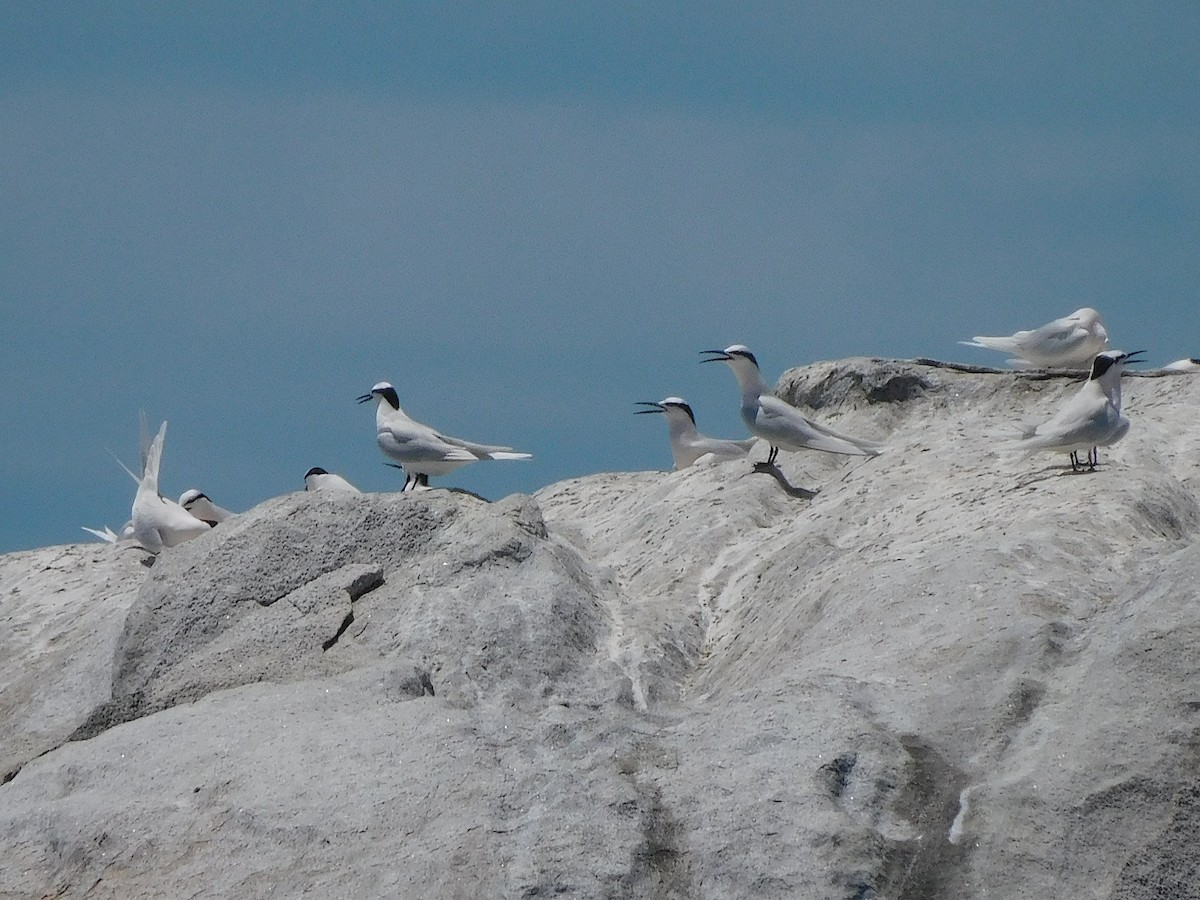 Black-naped Tern - ML644453646