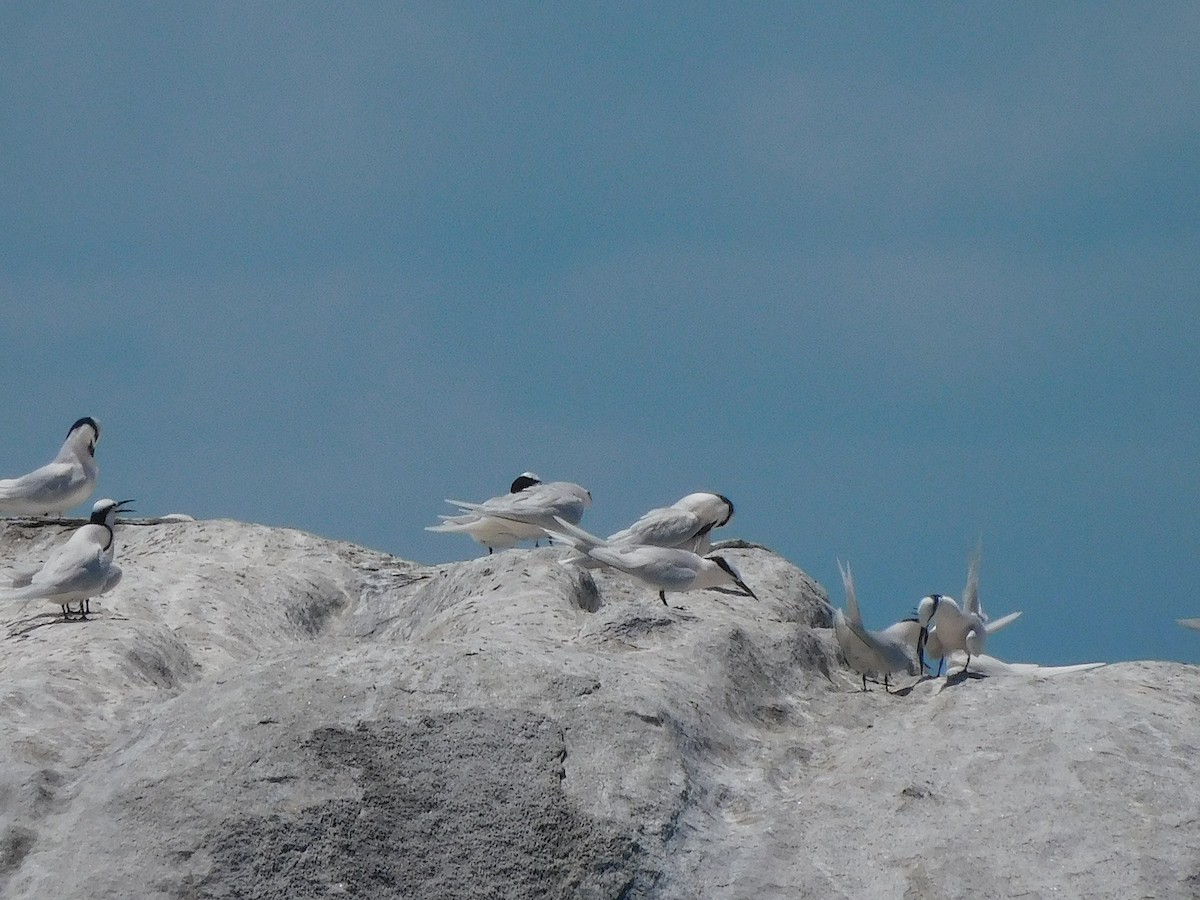 Black-naped Tern - ML644453647