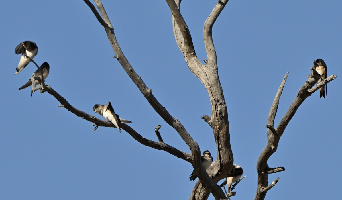 eukalyptussvale - ML644453656