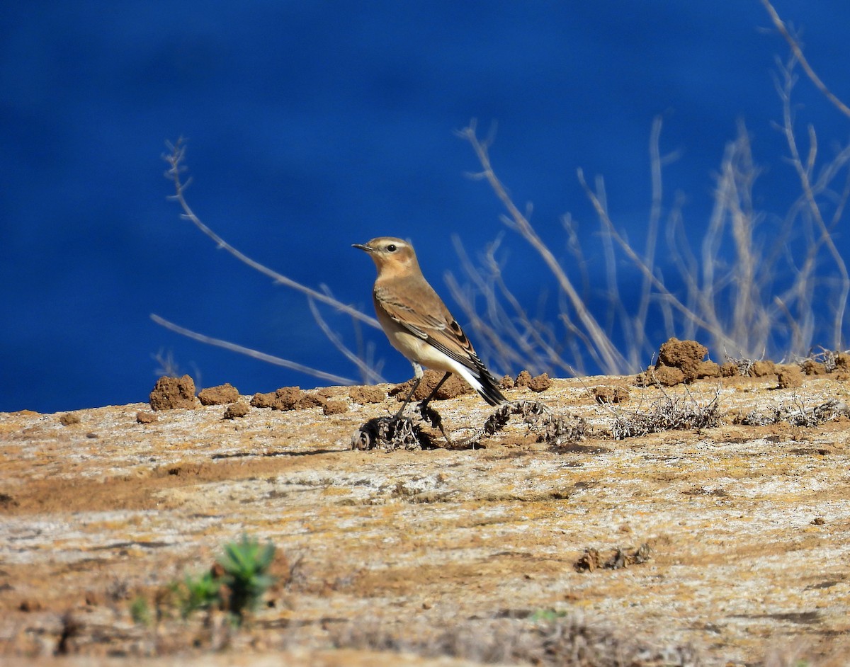 Northern Wheatear - ML644453657