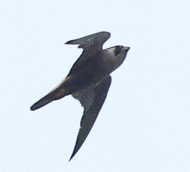 Taita Falcon - ML644453659