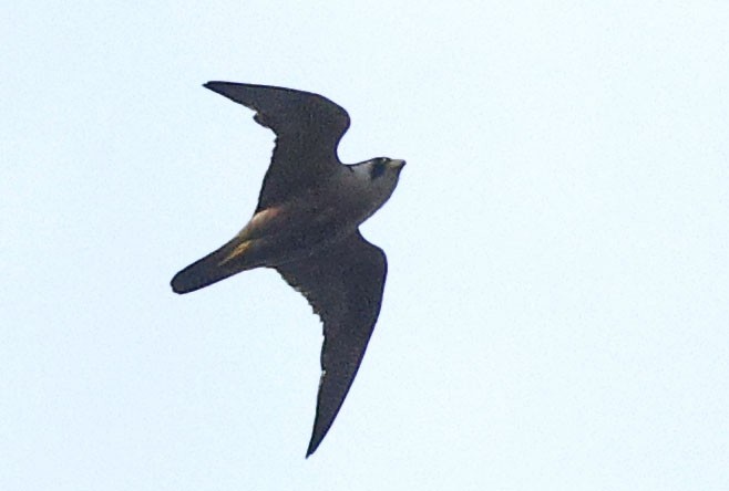 Taita Falcon - ML644453660