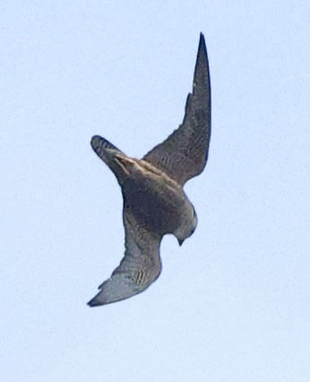 Taita Falcon - ML644453661