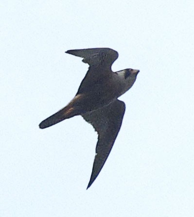 Taita Falcon - ML644453662