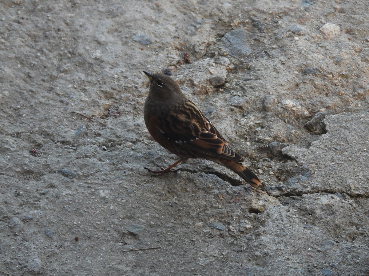 Sordone - ML644453671