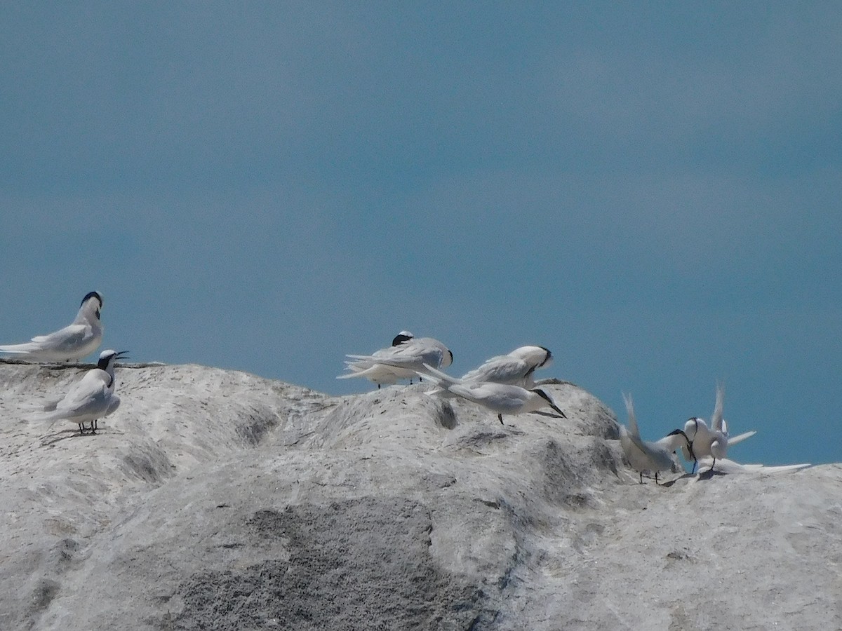 Black-naped Tern - ML644453673