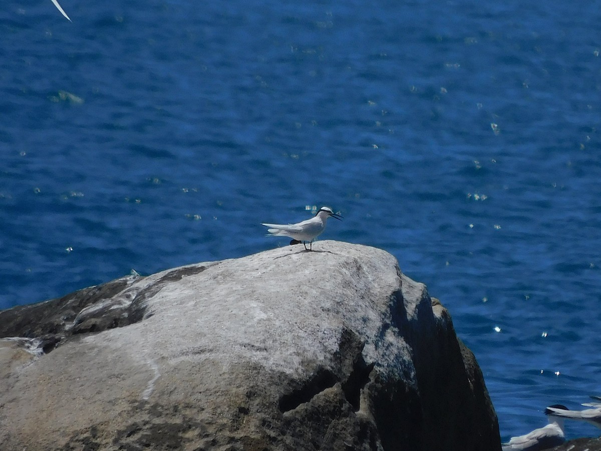 Black-naped Tern - ML644453674