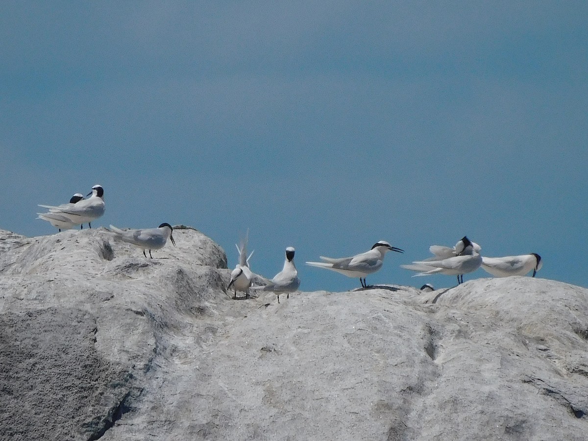 Black-naped Tern - ML644453675