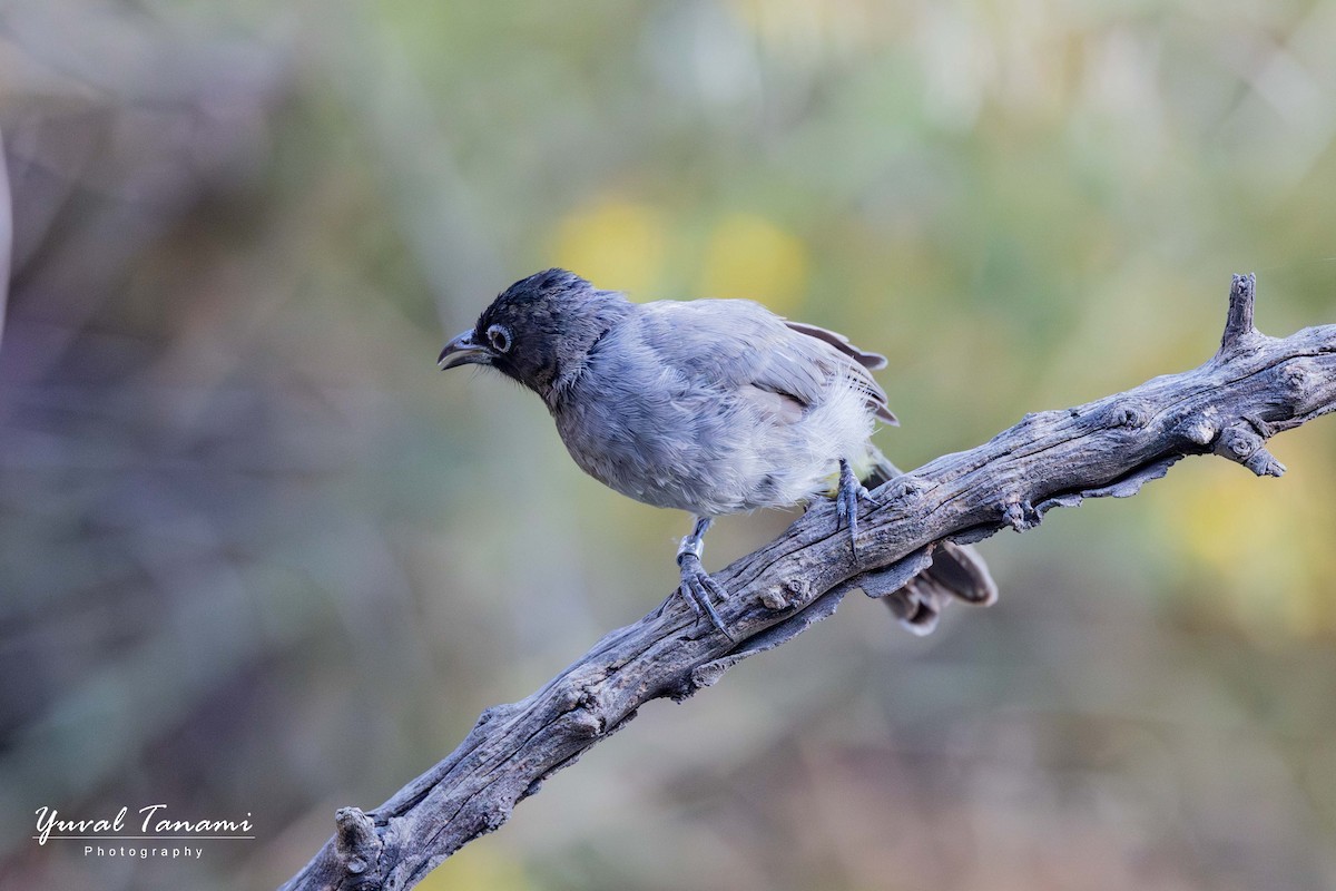 White-spectacled Bulbul - ML644453679