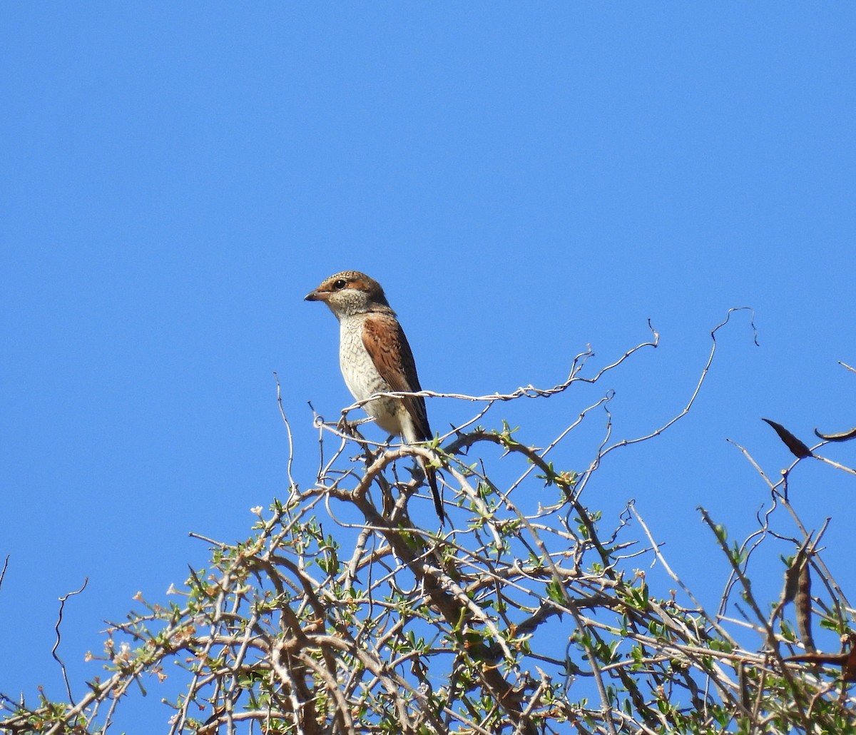 Red-backed Shrike - ML644453680