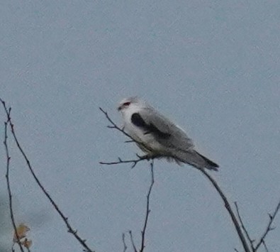 黑翅鳶 - ML644453681