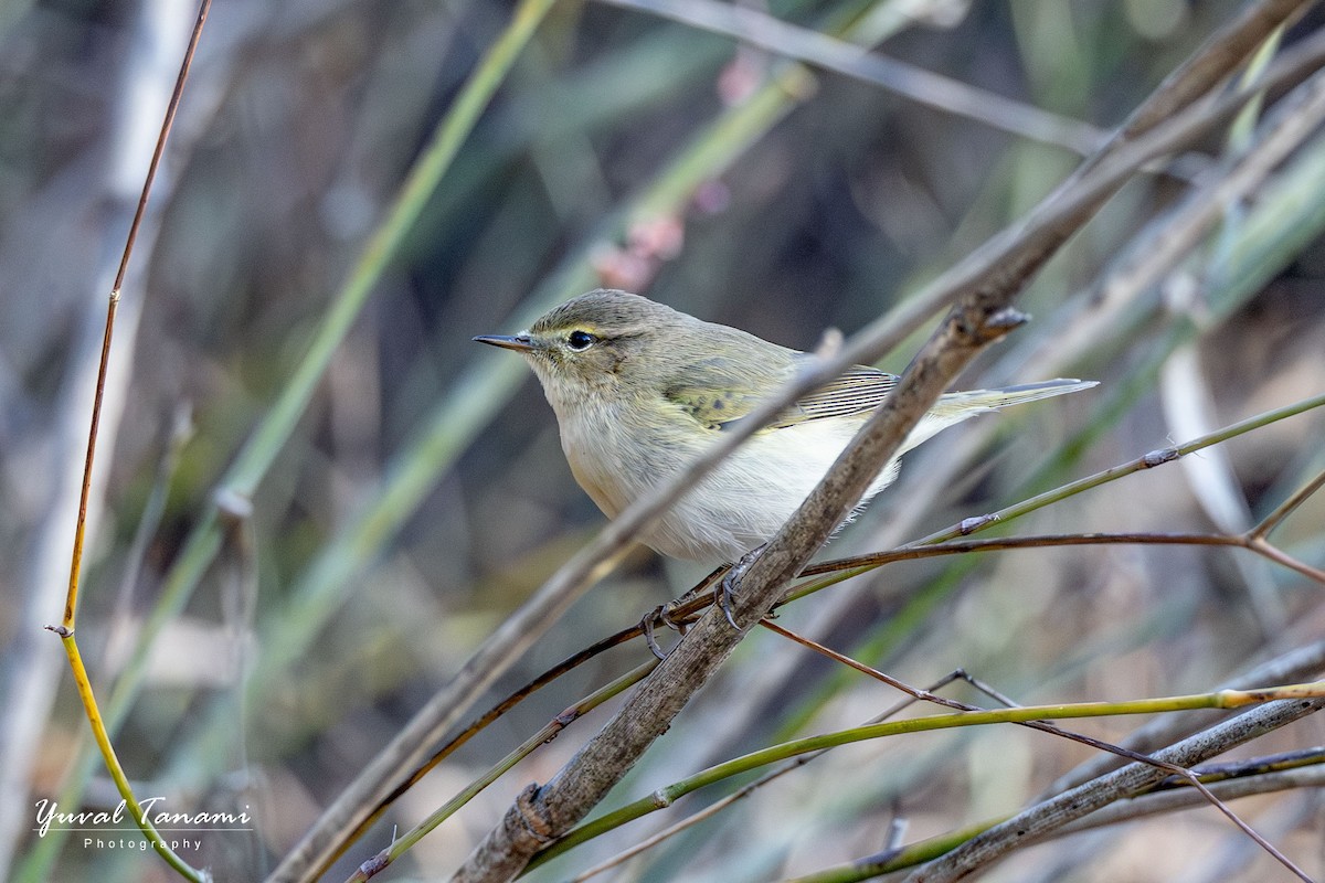 Common Chiffchaff - ML644453682