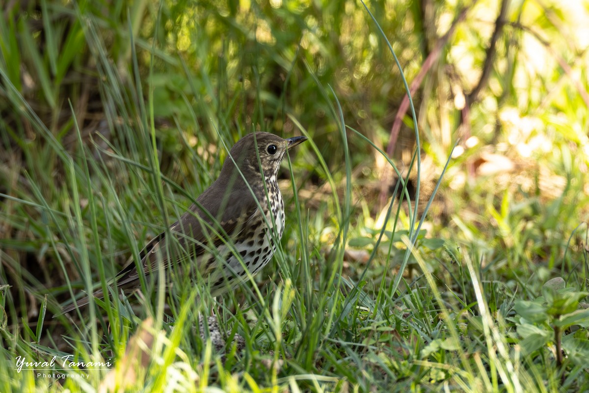 Song Thrush - ML644453686