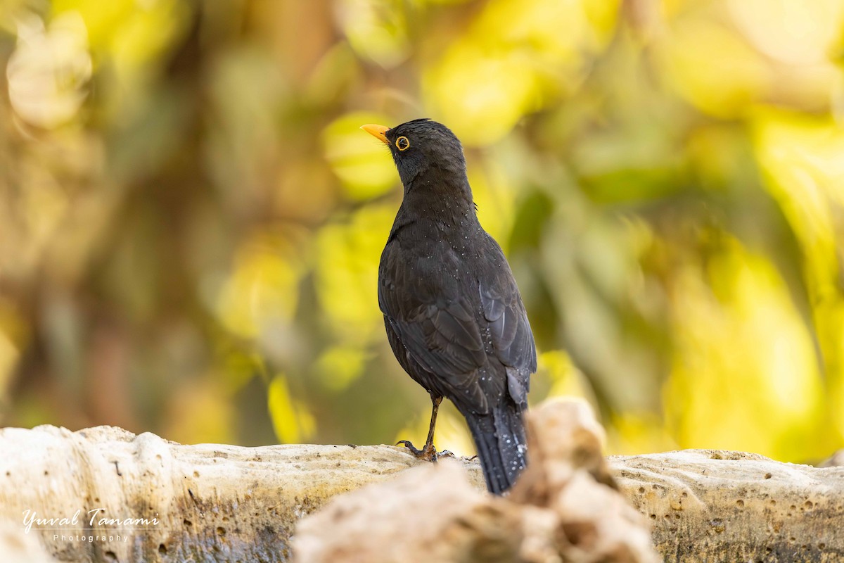 Eurasian Blackbird - ML644453692