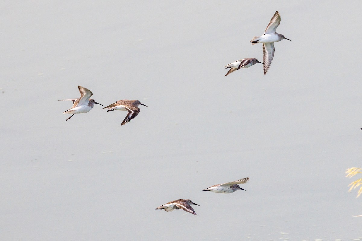 jespák obecný - ML644453696