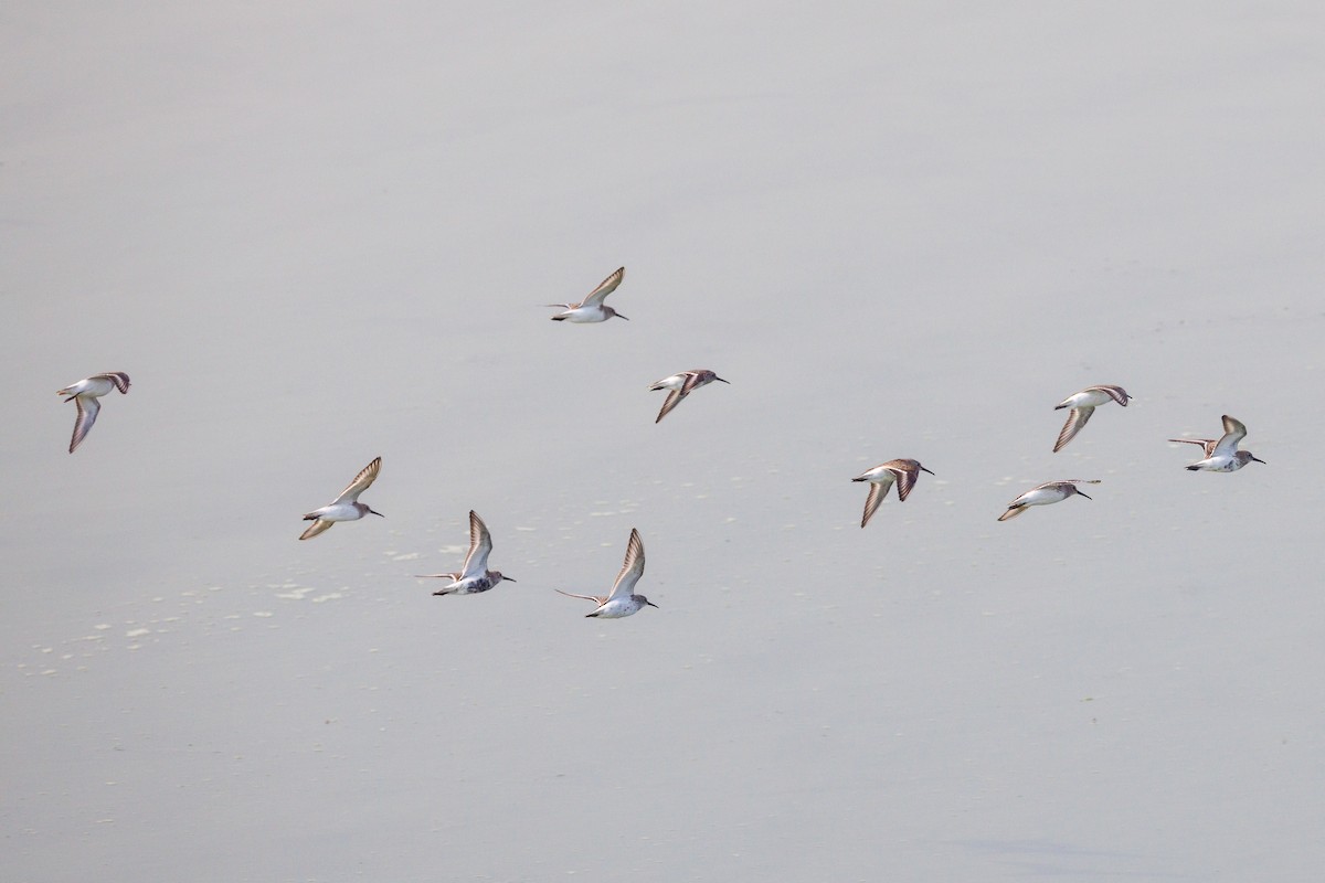 jespák obecný - ML644453697