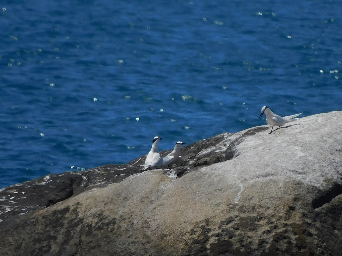 Black-naped Tern - ML644453715