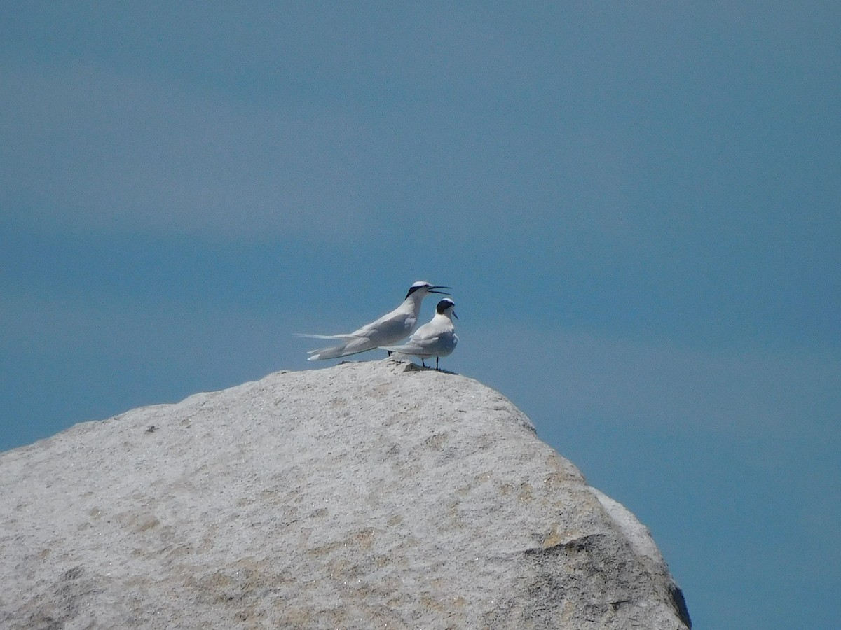 Black-naped Tern - ML644453716