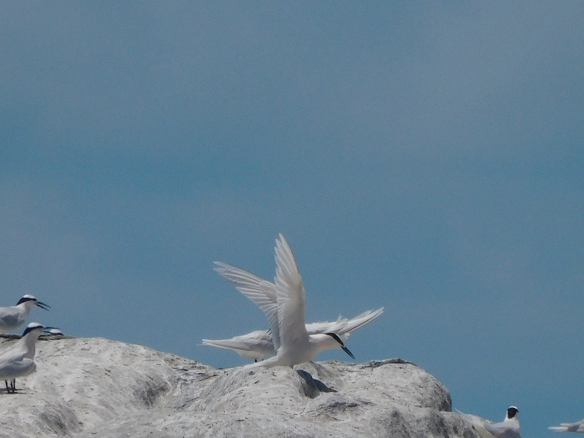 Black-naped Tern - ML644453717
