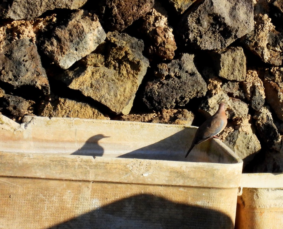 Малая горлица - ML644453719